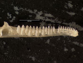 Media type: image;   Herpetology R-152481